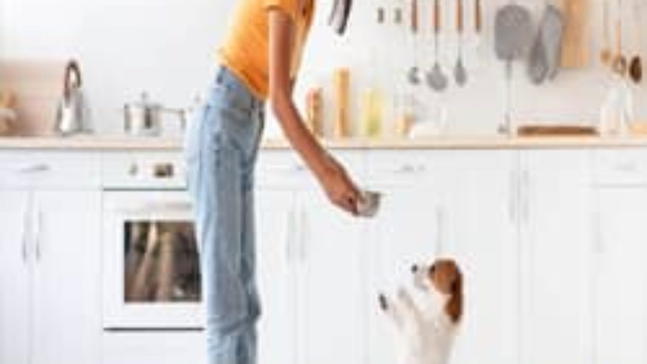 Pet Friendly Kitchen Design A Pet Friendly Kitchen Handmade Kitchen