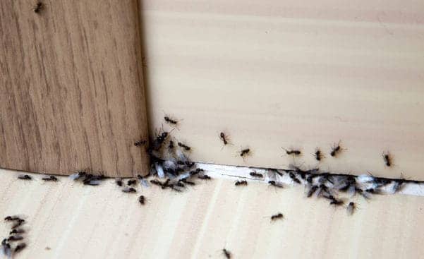 Identify source of the ants in the kitchen.