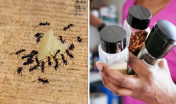 How To Get Rid Of Ants In Your Kitchen 4 Methods To Keep Out Pests   Kill Ants In Kitchen 